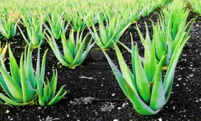 aloe-vera-propiedades